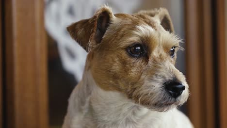 close up of brown and white jack russell terrier blink eye and look around