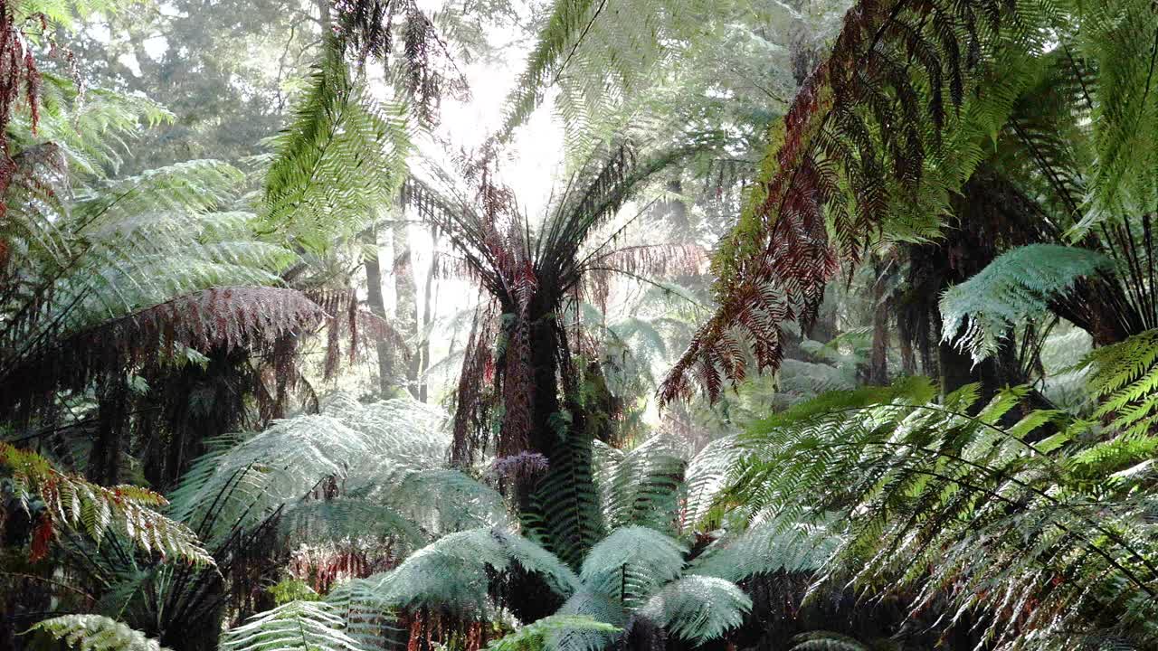Lush rainforest with towering ferns and mist