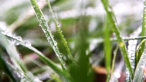 close up rain drops on grass.