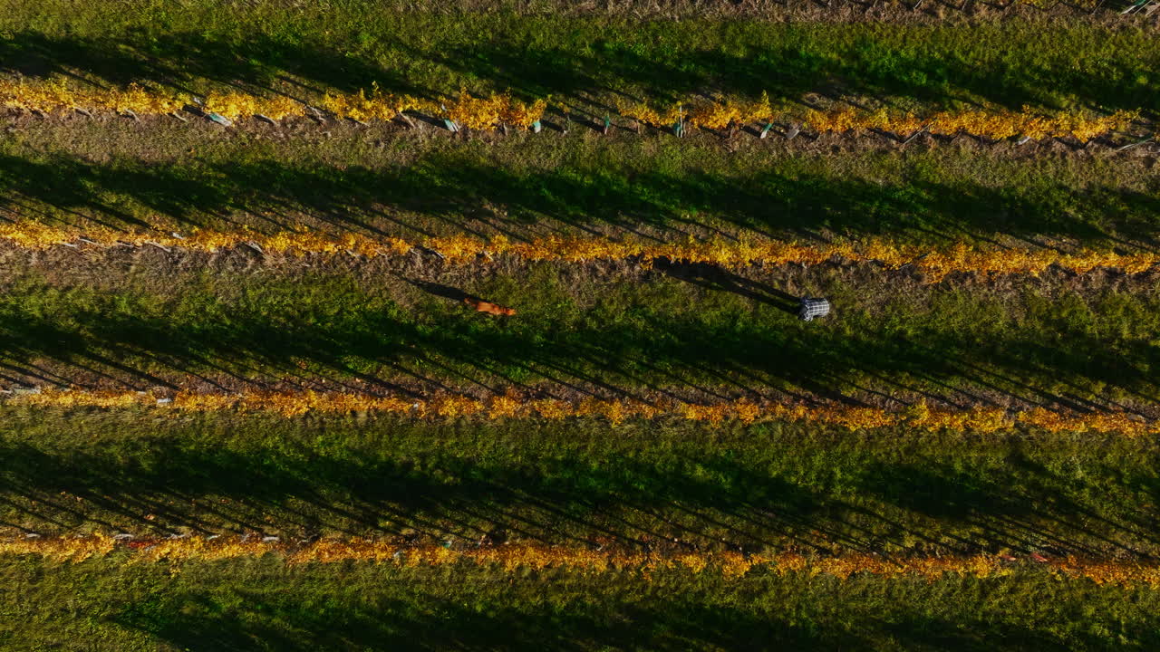 Aerial bird's eye view of man hugging dog in vineyard farm row, static