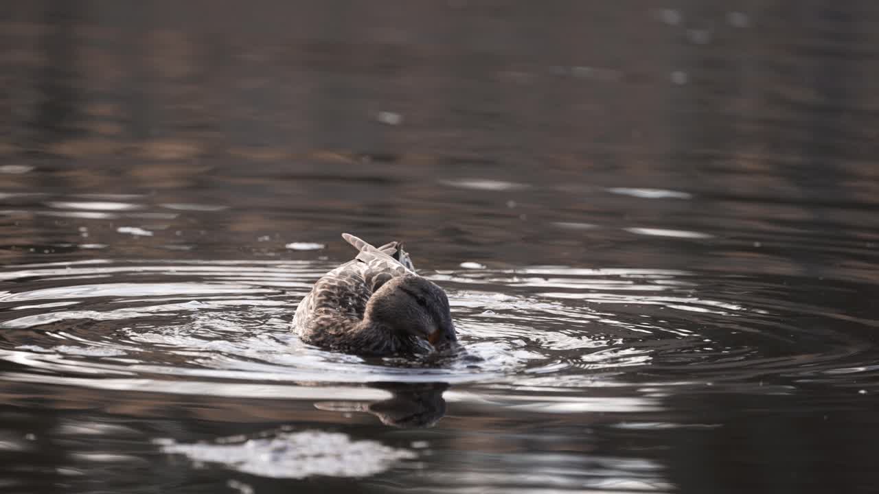 ánade real hembra buscando comida en el estanque en el parque