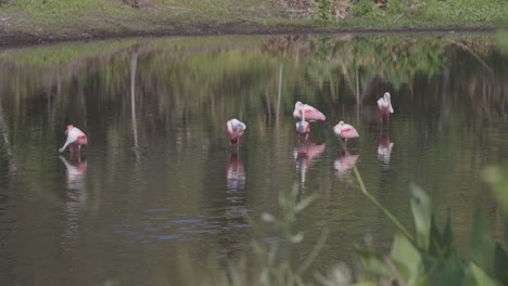 Roseate-Spoonbills-wading-in-shallow-water-with-takeoff-flight