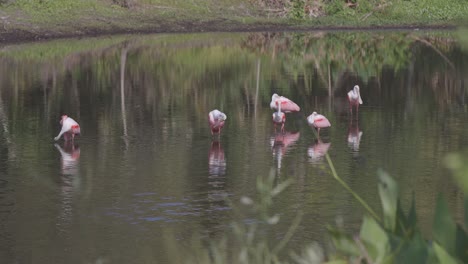 cucharaditas rosadas vadeando en aguas poco profundas con vuelo de despegue