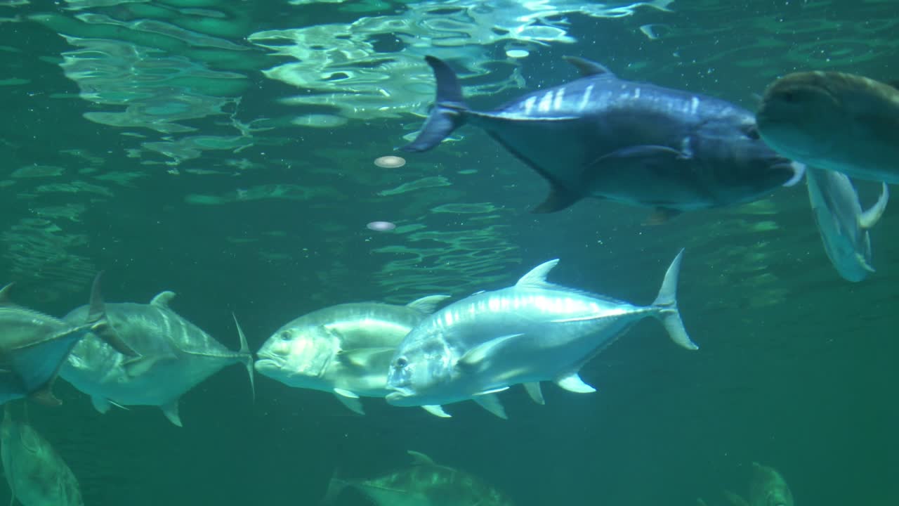 Explore vibrant underwater world filled with diverse fish species swimming together