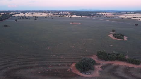 vista aérea del campo de lavanda púrpura en brihuega, guadalajara, españa