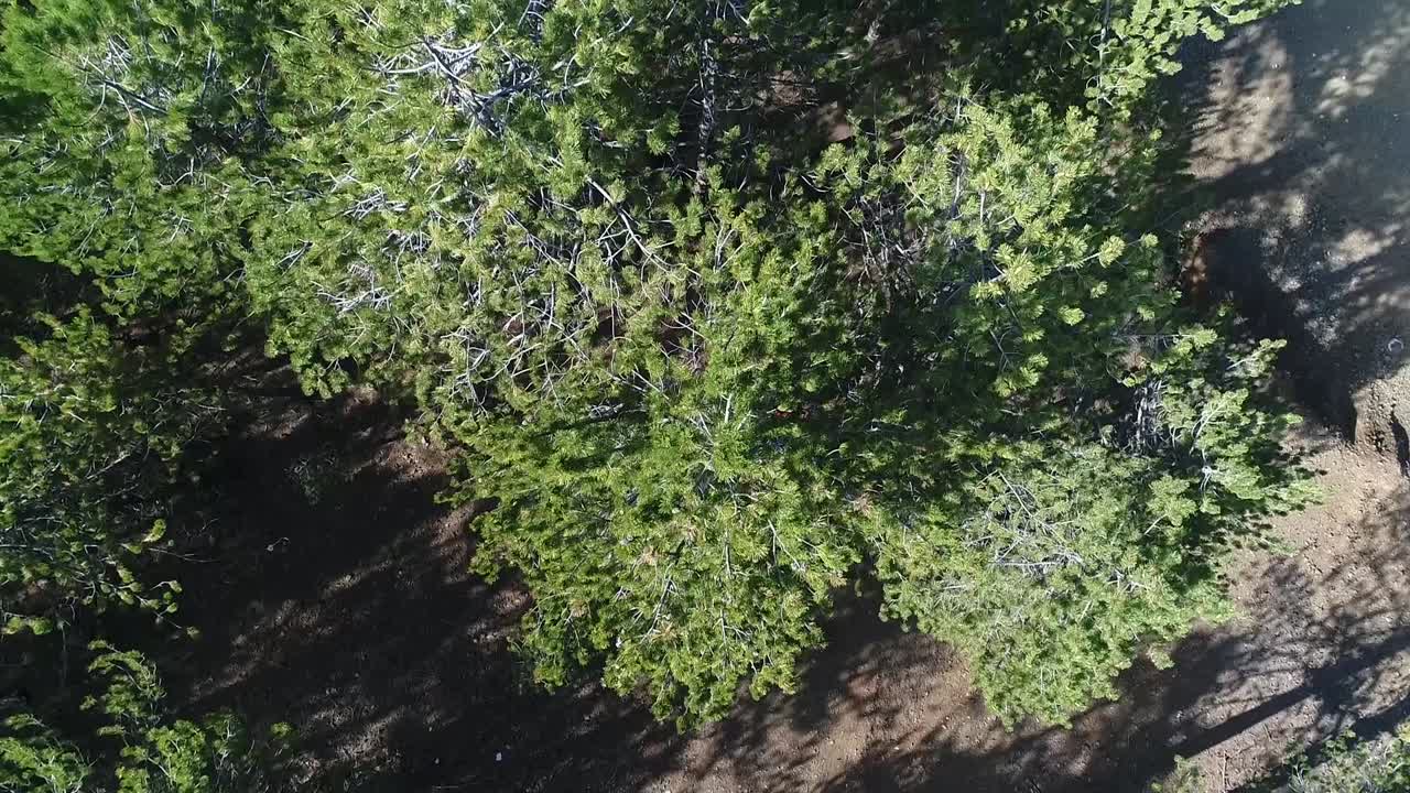 Aerial tracking shot looking down on two hikers walking along a forest path