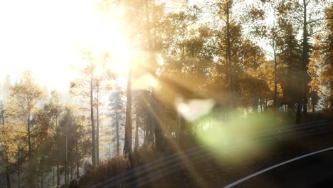 road in the forest