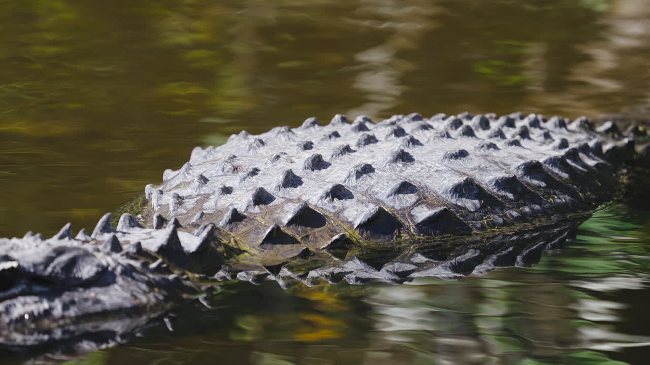 Alligator Body Pan Close Up in Tannic Water 2