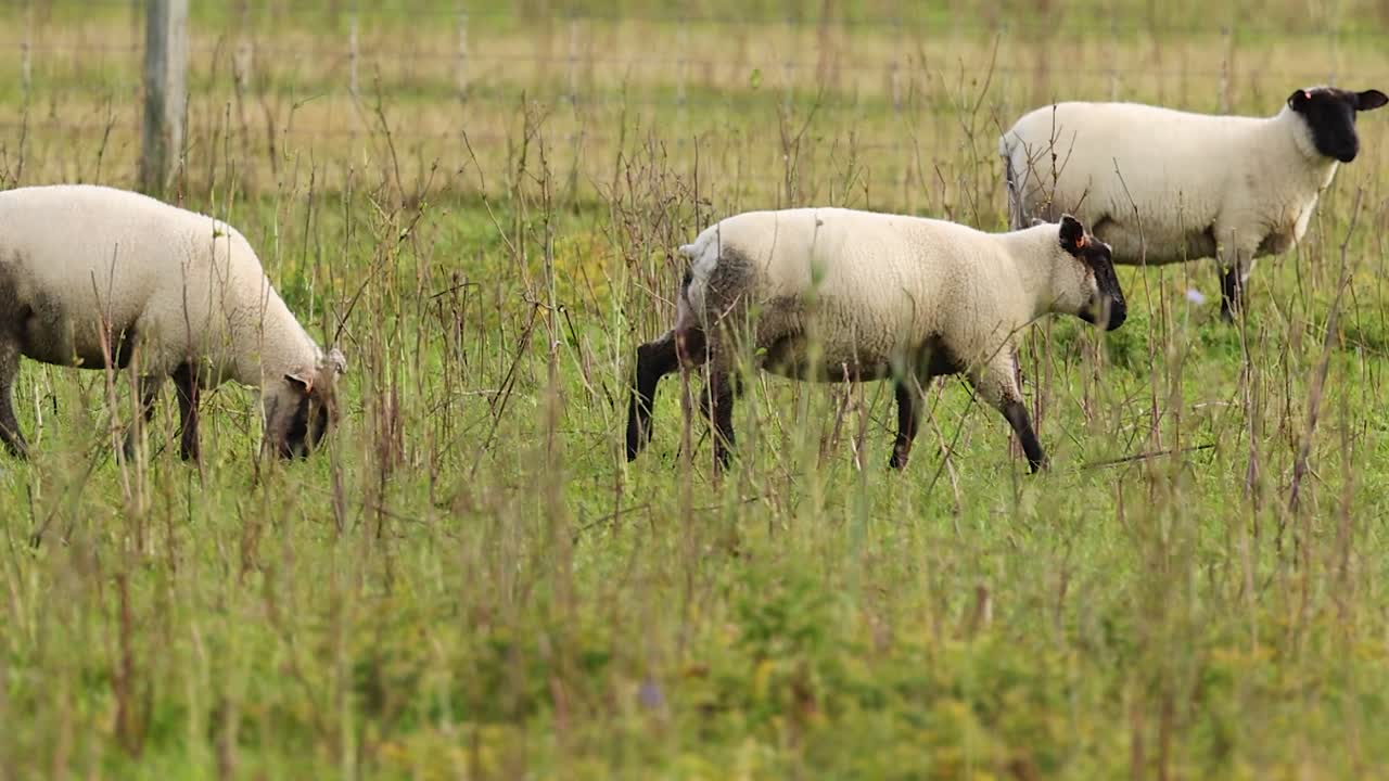 Un gruppo di pecore con il muso nero pascola e cammina attraverso un campo rigoglioso