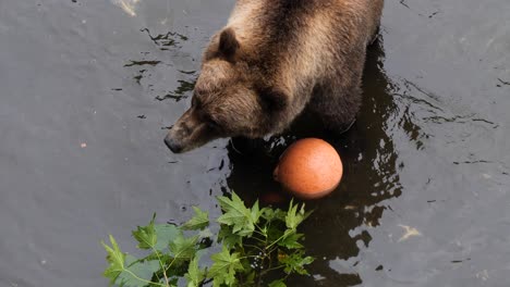 Hembra-De-Oso-Pardo,-Verano,-Alaska