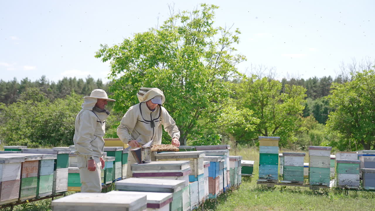 Men in special protective outfit check up honey frame covered with bees. Approaching two beekeepers working at the farm. Forest at the backdrop.