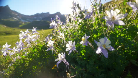 cinematic summer colorado wildflower purple state columbine bright afternoon sunlight sun flare rocky mountains silverton telluride ice lake basin trail stunning view of snow peaks slider to the left