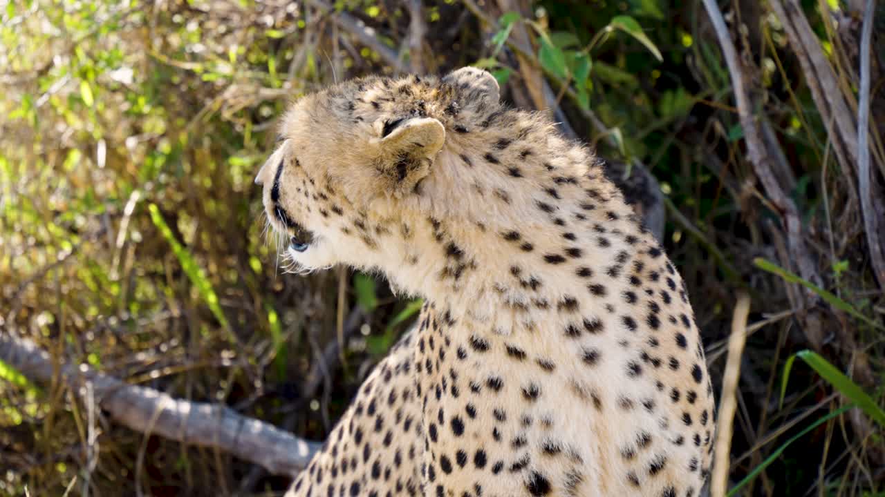 야생 에 있는 나무 들 사이 에 앉아 있는 치파드 가 검색 하는 모습 을 보여 주는  ⁇