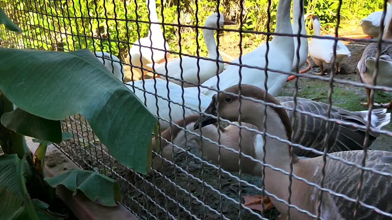 Patos de fazenda tentando comer folhas de dentro de um cercado na Índia rural, mostrando avicultura doméstica e cuidado com os animais em um ambiente natural ao ar livre