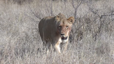 tracking shot of lioness walking through african bushveld landscape