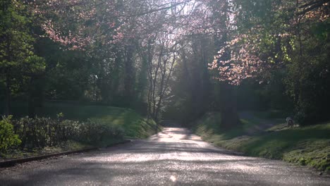 Shimmering-park-path-with-dog-in-the-background