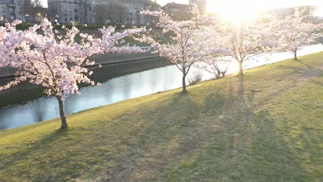 Schöner-Kirschblüten-sakura-park-Im-Inselpark-Kaunas-Nemunas