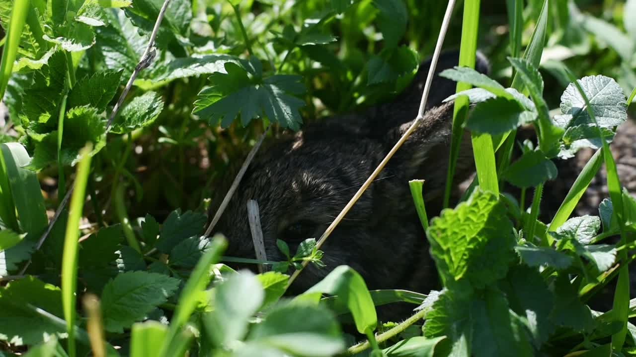 晴れた日、草の中に隠れているかわいい小さなウサギ