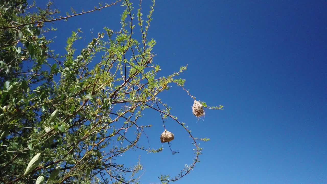 Weavers nest hanging from a tree swaying in the wind with a perfect blue sky - Clip 2