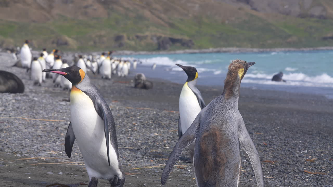 colonia de pingüinos reyes en la playa de la isla de georgia del sur, animales en hábitat natural