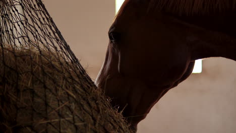 close-up of a horse eating hay from a hay net in a stable