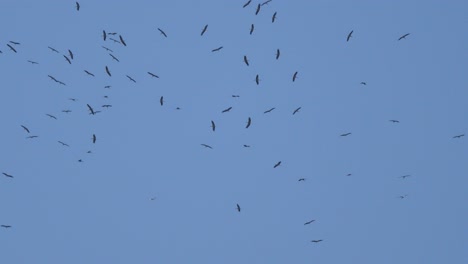 Ein-Großer-Schwarm-Weißstörche-Kreist-über-Einem-See-Im-Blauen-Himmel