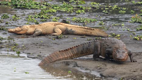 un cocodrilo muggar arrastrándose fuera del agua y hacia la orilla del río en el parque nacional chitwan en nepal