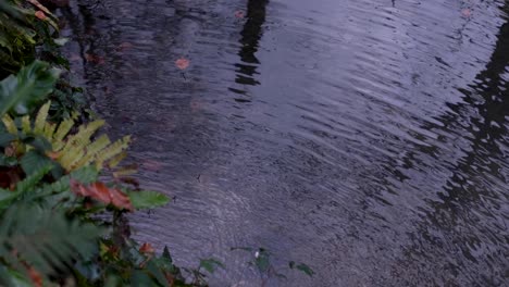 Water-ripples-on-a-idyllic-placid-lake-surrounded-by-green-ferns-and-plants-in-English-rural-countryside-garden-park