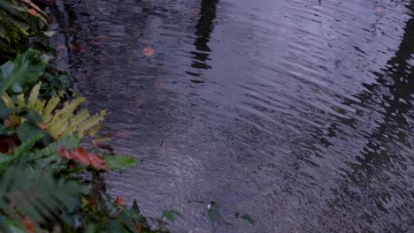 water ripples on a idyllic placid lake surrounded by green ferns and plants in english rural countryside garden park