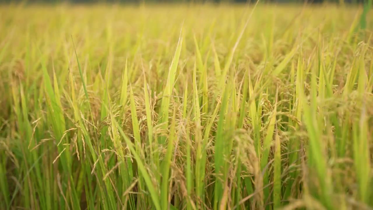 Quando il riso matura, l'intero campo agricolo diventa giallo. Per questo il riso è chiamato la 'coltura dorata'
