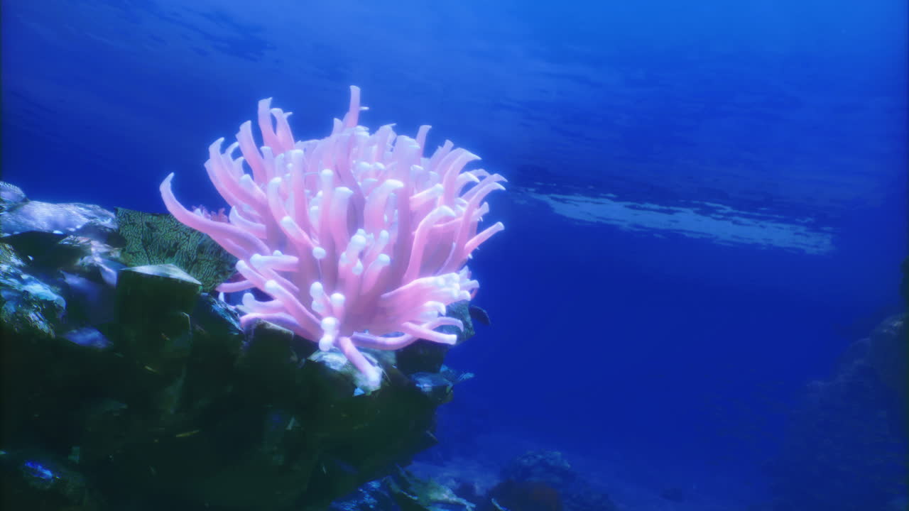 Vibrant anemone nestled in a coral reef under the ocean
