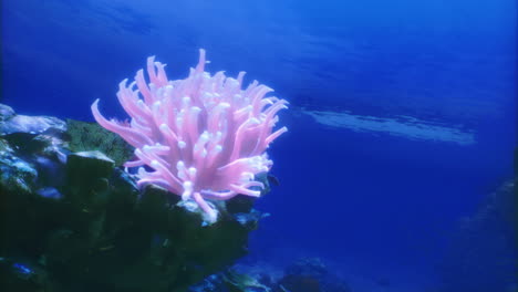 vibrant anemone nestled in a coral reef under the ocean