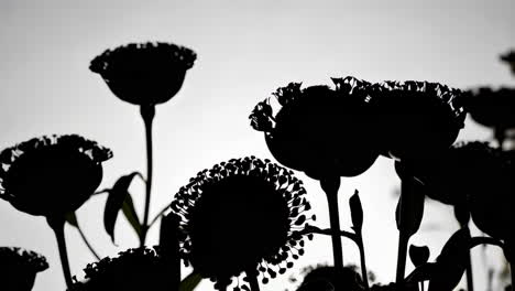 silhouetted flowers against a bright sky