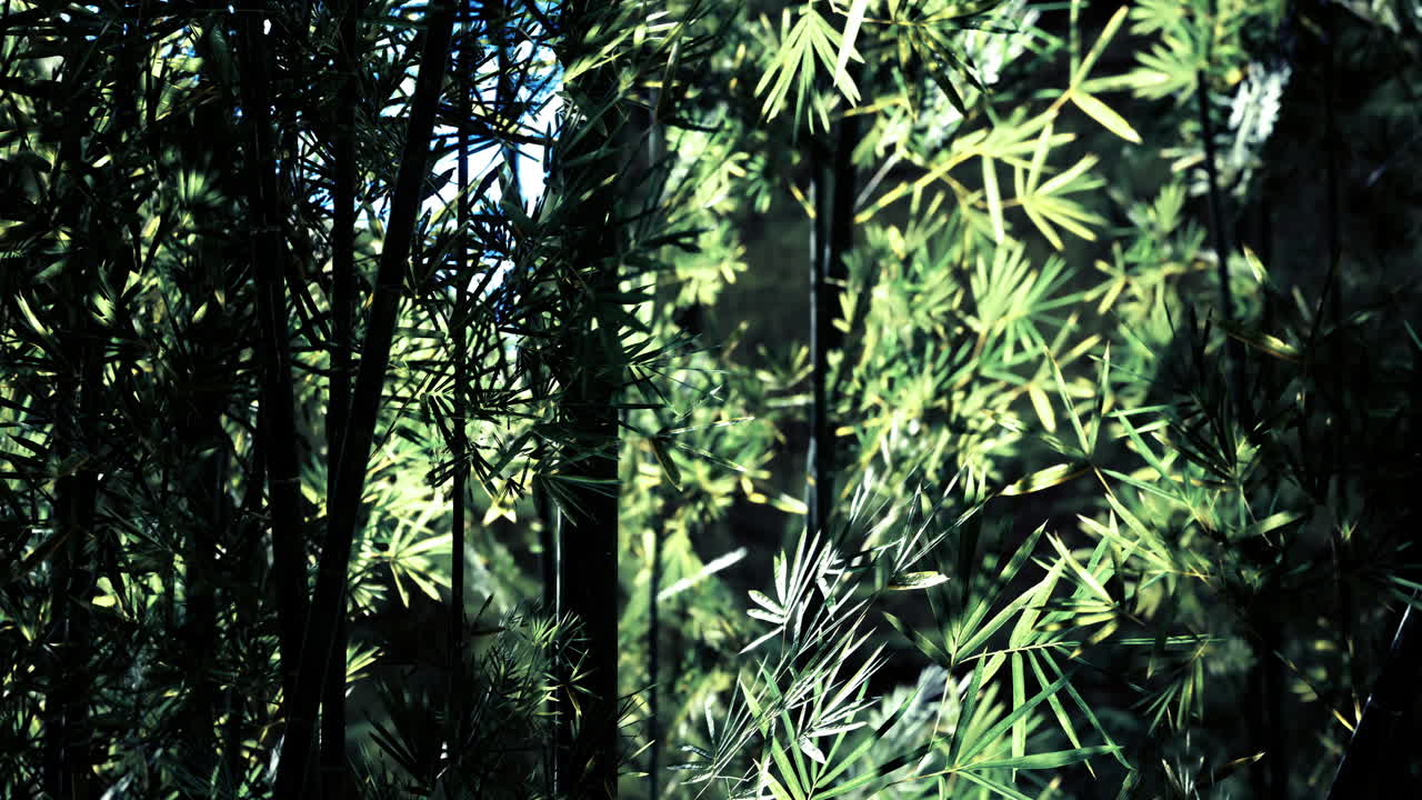 Lush bamboo grove enveloped in sunlight amidst the tranquility of nature