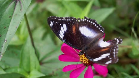 Mariposa-Negra-Encaramada-En-Una-Flor-Roja-Con-ángulo-De-Visión-Superior