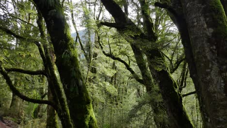 frondosos y pacíficos árboles de la selva tropical con musgo húmedo y helechos
