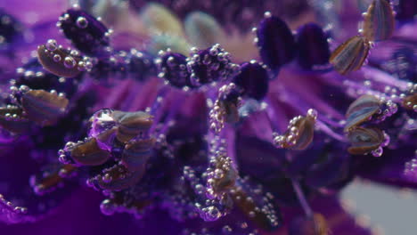 macro close-up of a purple flower with bubbles