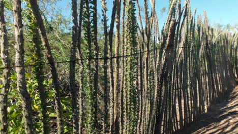 living fence made from cacti in the desert