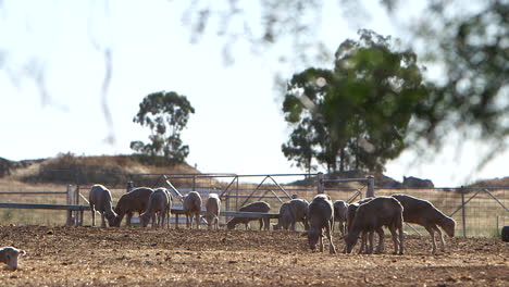 focus transition between a tree branch and sheep on a farm