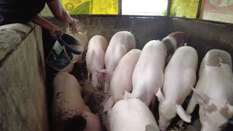 a dynamic handheld shot of a woman feeding the pigs in a pigpen in a rural area in the philippines