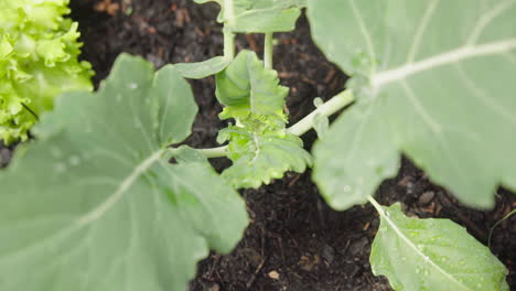 kohlrabi plant growing in a plant bed in the garden