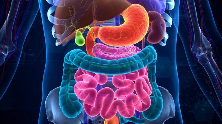3D Medical Animation Of The Human Digestive System Anatomy Full Tract Glowing In Translucent Detail