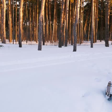 Mujer-Joven-En-Chaqueta-Rosa-Lleva-Un-Trineo-Vacío-En-El-Bosque-De-Invierno