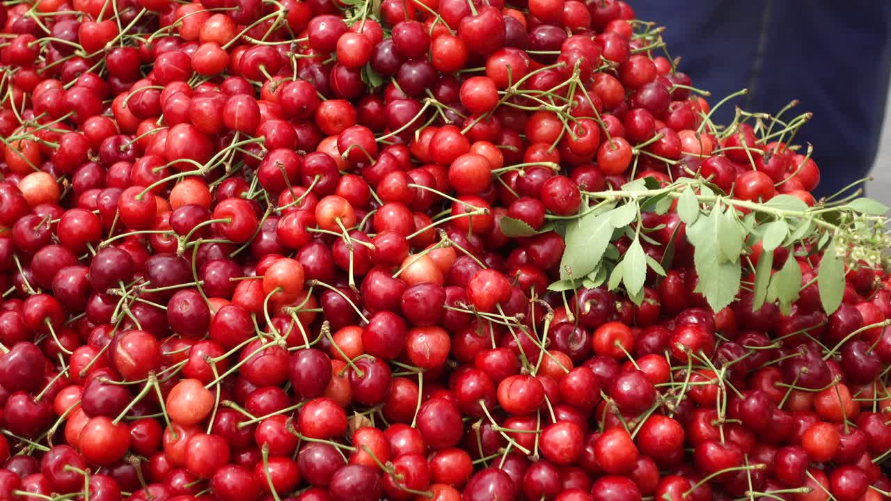 신선한 체리 어리