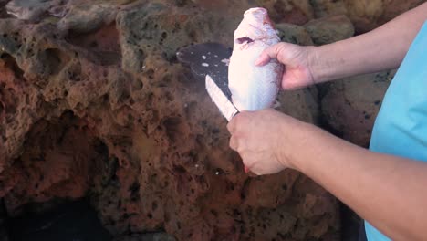 manos masculinas habilmente quitan huesos de pescado en las rocas de la costa