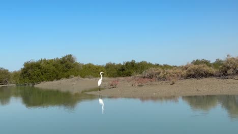 Maravilloso-Paisaje-De-Garceta-Pájaro-En-La-Playa-Vida-Silvestre-Junto-Al-Mar-Garza-Pájaro-En-Manglares-Bosque-Paisaje-Natural-Costero-En-Qatar-Naturaleza-Dubai-Emiratos-Frontera-Con-Irán-Parque-Nacional-Verano-Viajes-De-Aventura