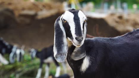 Vietnamesische-Ziege,-Die-Die-Kamera-Mit-Großen-Hängenden-Ohren-Anschaut