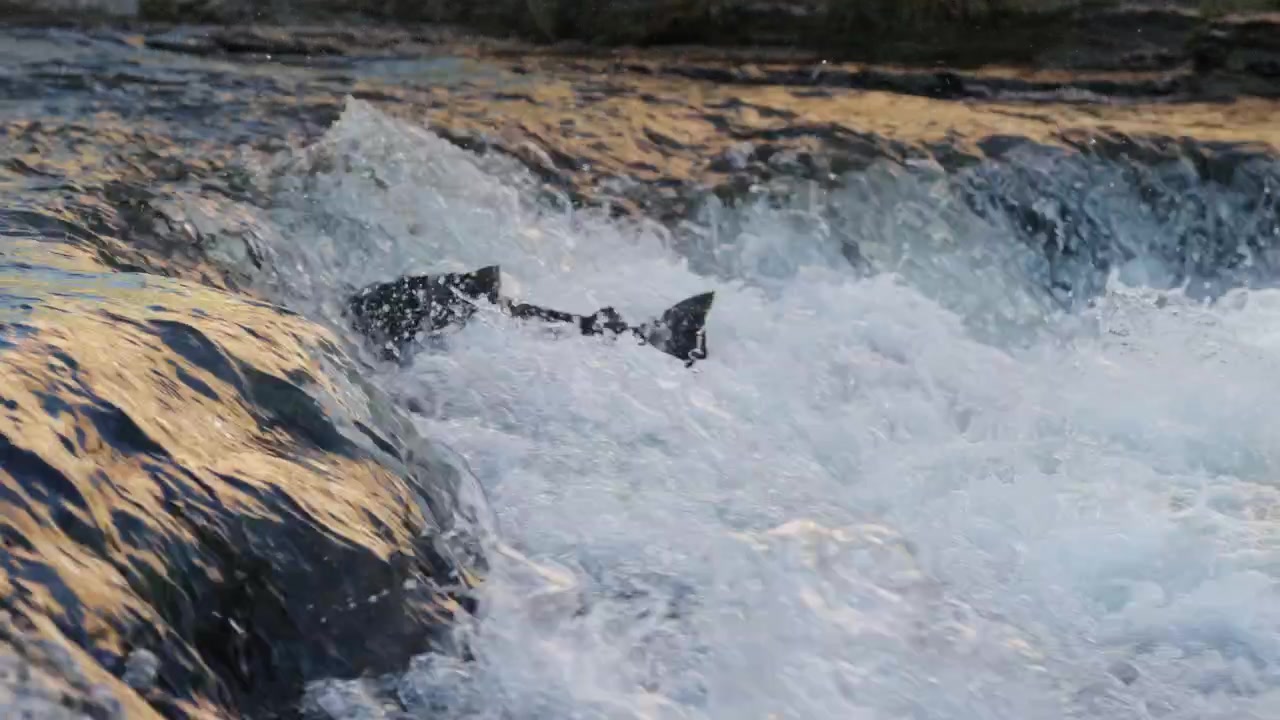 Un salmone lotta contro la corrente nel fiume Ganaraska durante la migrazione riproduttiva autunnale a Port Hope, Ontario.
