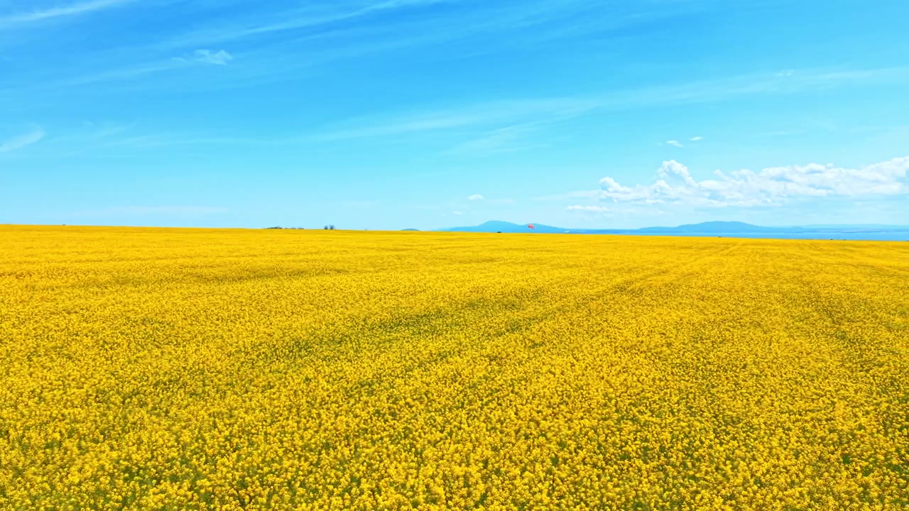 遠くの丘と海が見える、黄色い菜の花畑の風景。晴れた日、遠くの青い山々と水面が広がる地平線まで続く、満開の菜の花畑の広大な景色。