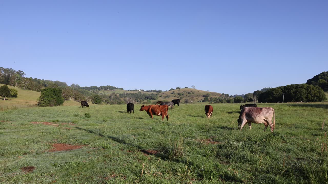 Vacas pastando pacificamente em um pasto verde exuberante